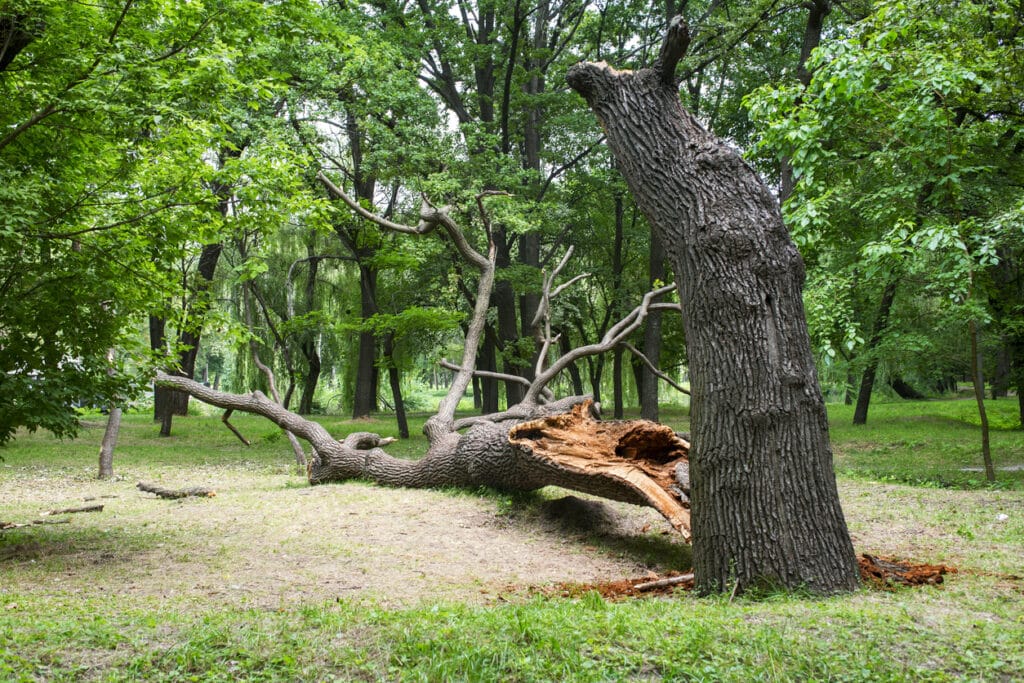 Fallen tree in the park after a storm