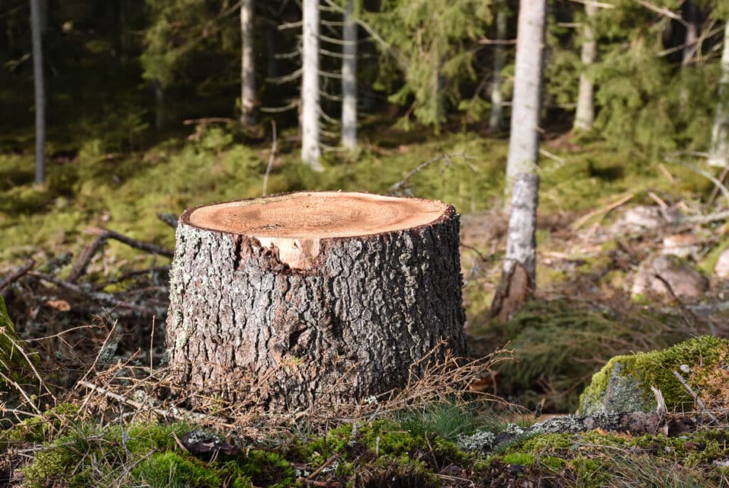 Tree stump in a coniferous forest