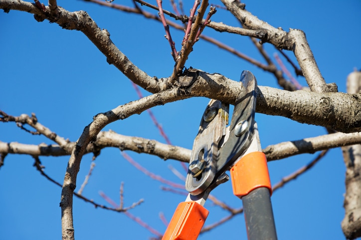 gardener pruning fruit tree brunches with pruning shears
