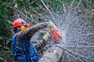Lumberjack Cutting a big Tree