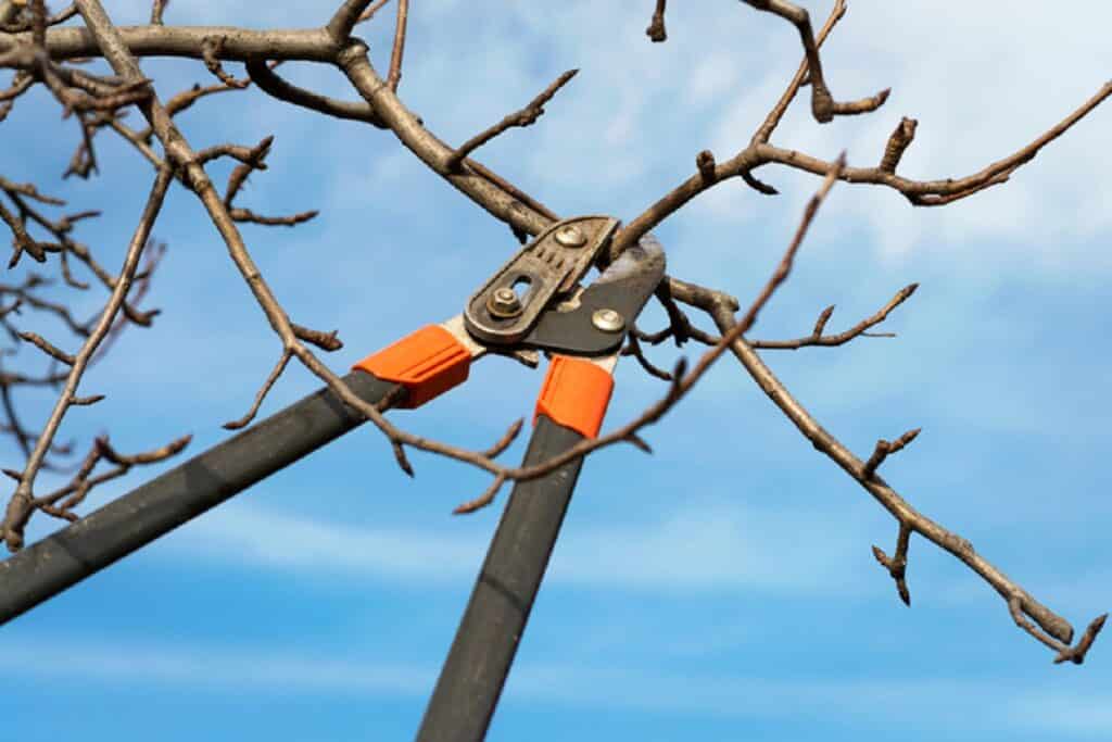 gardener pruning fruit trees